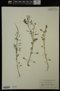 Nasturtium officinale image
