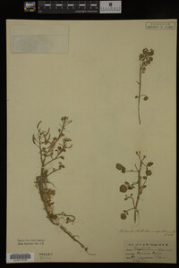 Nasturtium officinale image