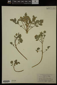 Nasturtium officinale image