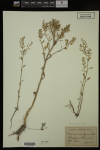 Rorippa sessiliflora image