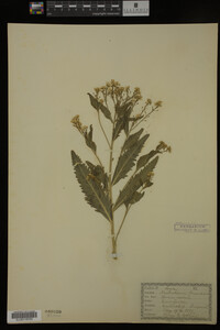 Image Associated With the Occurrence