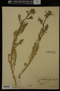Image Associated With the Occurrence