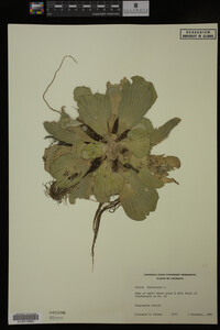 Pistia stratiotes image