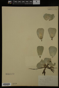 Pistia stratiotes image