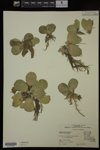 Pistia stratiotes image