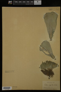 Pistia stratiotes image