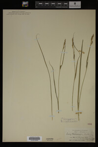 Carex trichocarpa image