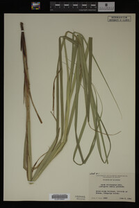 Carex trichocarpa image