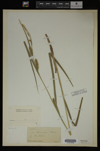 Carex trichocarpa image