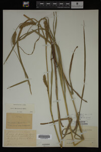 Carex trichocarpa image
