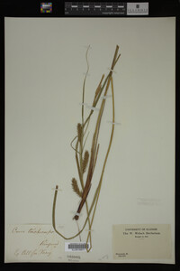 Carex trichocarpa image