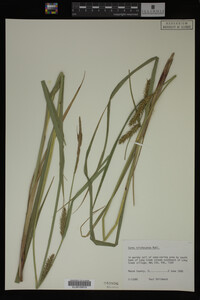 Carex trichocarpa image