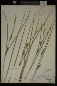 Carex trichocarpa image