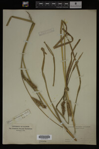 Carex trichocarpa image