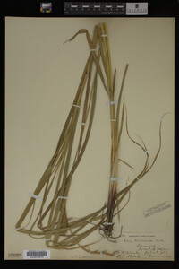 Carex trichocarpa image