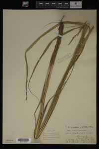 Carex trichocarpa image