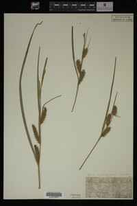 Carex trichocarpa image
