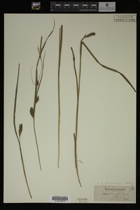 Carex trichocarpa image