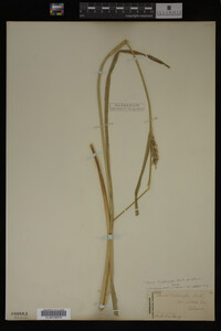 Carex trichocarpa image