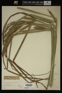 Carex trichocarpa image