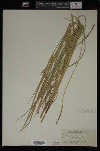 Carex trichocarpa image