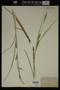 Carex trichocarpa image