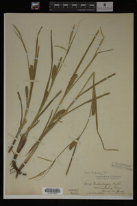 Carex trichocarpa image