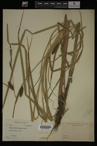 Carex trichocarpa image