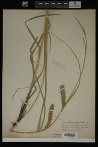 Carex trichocarpa image