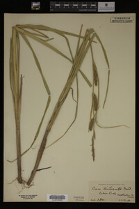 Carex trichocarpa image