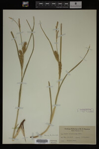 Carex trichocarpa image