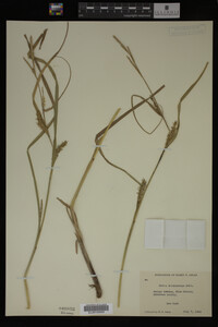 Carex trichocarpa image