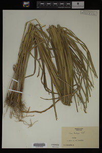 Carex trichocarpa image
