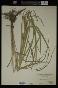 Carex trichocarpa image