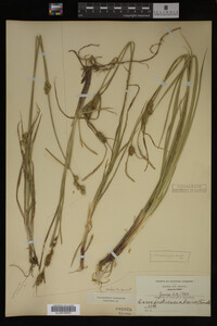 Carex trichocarpa image