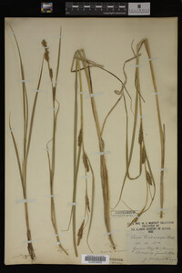 Carex trichocarpa image