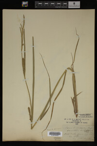 Carex trichocarpa image