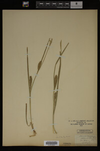 Carex trichocarpa image