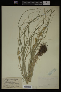 Carex trichocarpa image