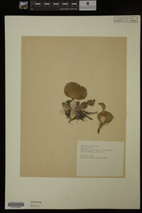 Eichhornia crassipes image