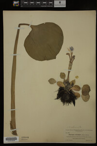 Eichhornia crassipes image