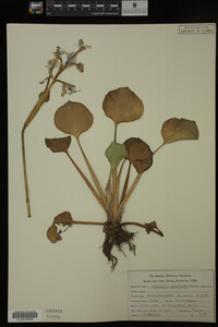 Eichhornia crassipes image