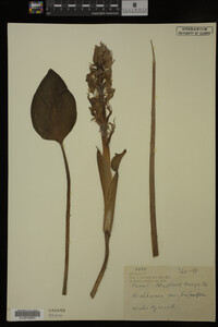 Eichhornia crassipes image