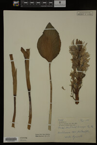 Eichhornia crassipes image