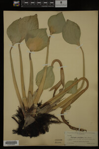 Eichhornia crassipes image