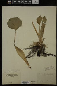 Image Associated With the Occurrence