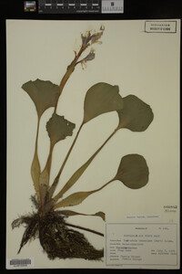 Eichhornia crassipes image