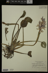 Eichhornia crassipes image