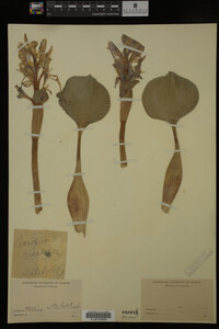 Eichhornia crassipes image