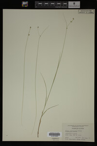 Carex trisperma image